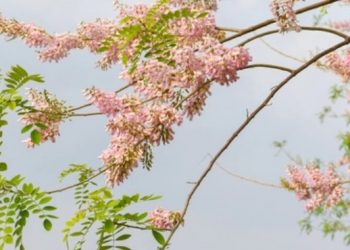 Căn hộ 48m² góc nào cũng đẹp của đôi vợ chồng trẻ