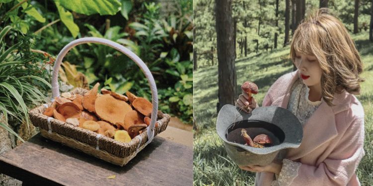 Hái nấm ở rừng thông: Trải nghiệm lý thú mà các gia đình nhất định phải thử vào mùa mưa tại Đà Lạt