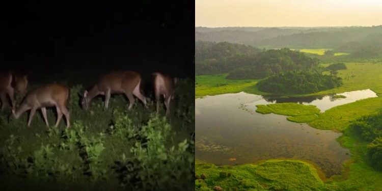 Tour đêm vào rừng xem thú hoang dã săn mồi cực ly kỳ tại VQG Cát Tiên, phải đặt trước cả tháng mới có chỗ