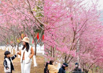 Mai anh đào bung nở ‘nhuộm’ hồng cao nguyên Mộc Châu